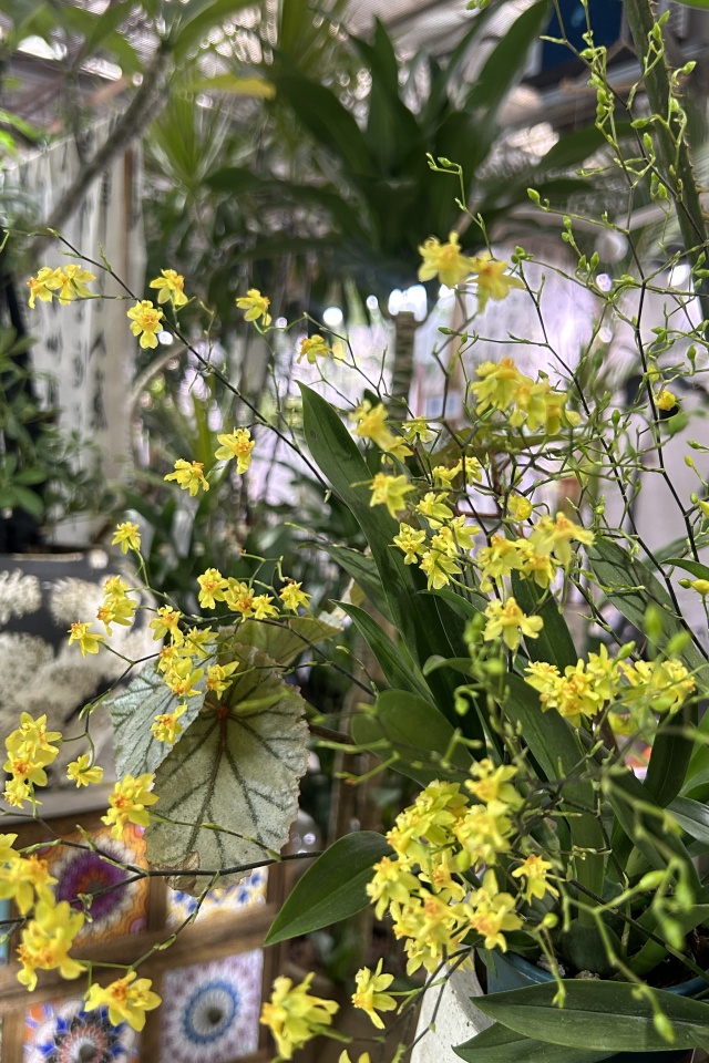 植物與空間：生活中不可缺少的生命力