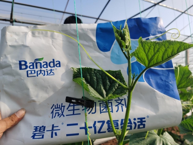 黃瓜定植后的管理要點