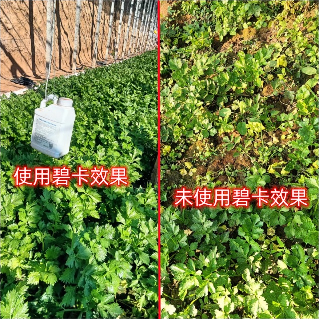 芹菜怎样施肥才能长势好呢？记住这款肥料！