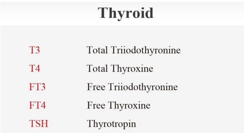 Interfering factors in thyroid hormones and function tests