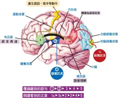 【育聪】特殊孩子没有语言表达，试试从这四个方面入手！