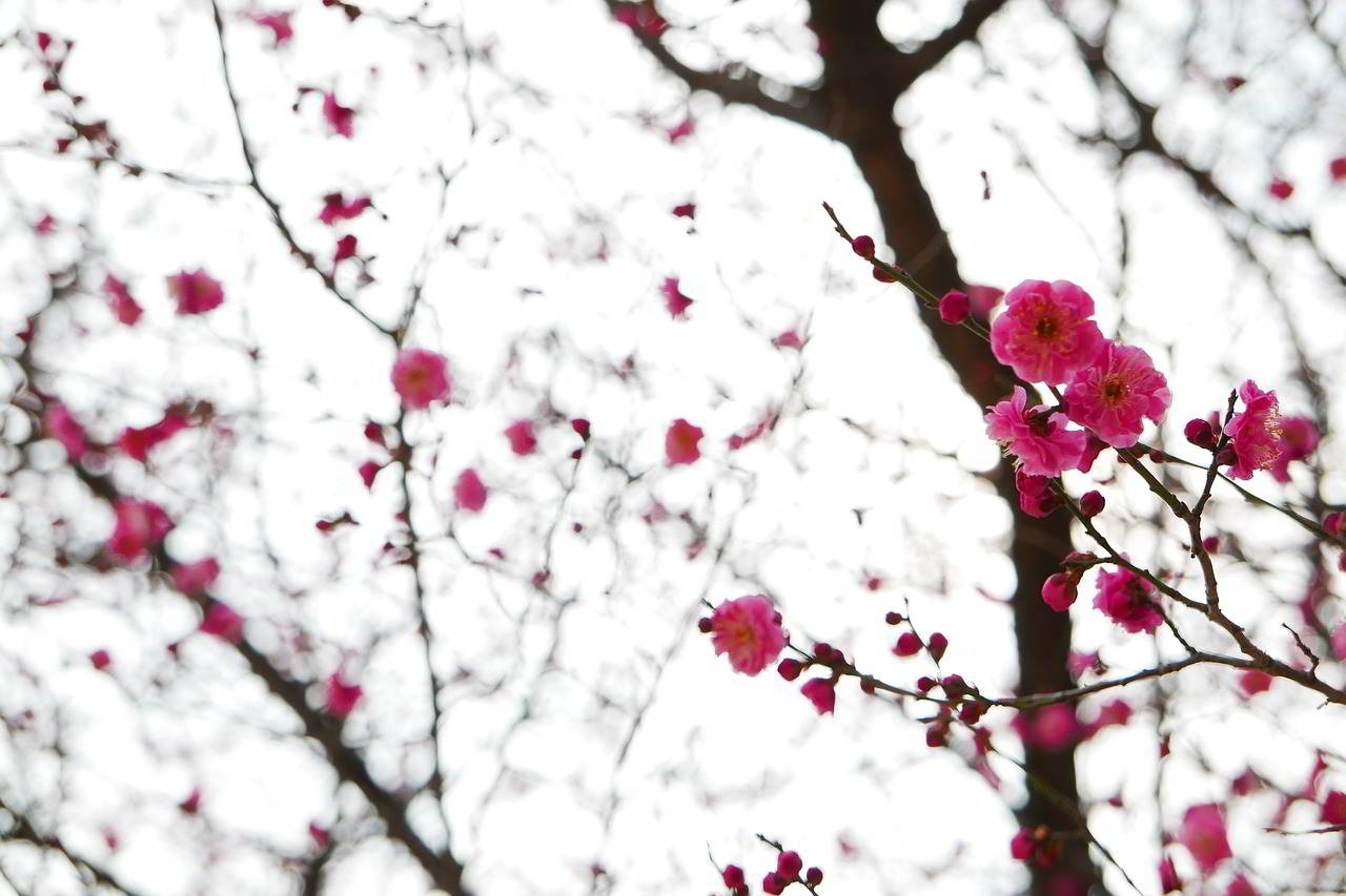 今日小寒 | 靜待一個春暖花開