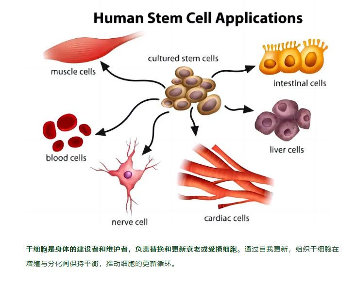 干细胞+免疫细胞丨先清理再修复，实现人体长期健康