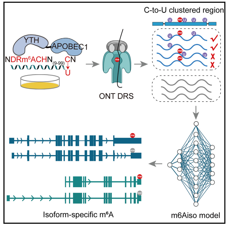 Molecular Cell丨真邁SURFSeq 5000助力中山大學(xué)王金凱團(tuán)隊(duì)全長單分子m6A檢測(cè)技術(shù)開發(fā)