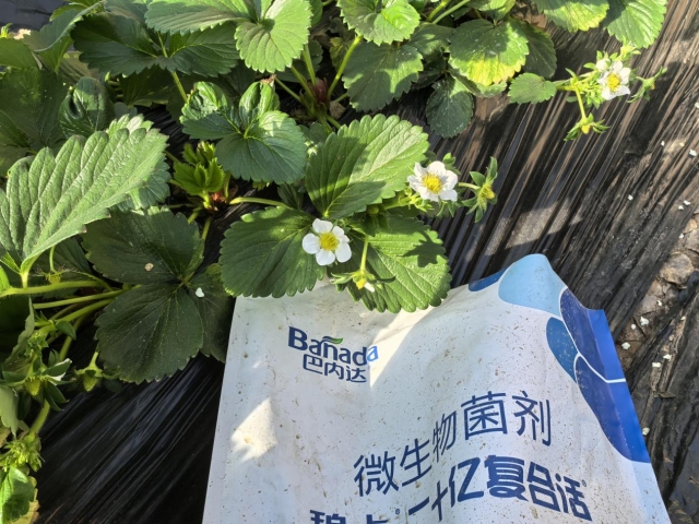 微生物菌剂：草莓快速恢复生长的绿色秘诀