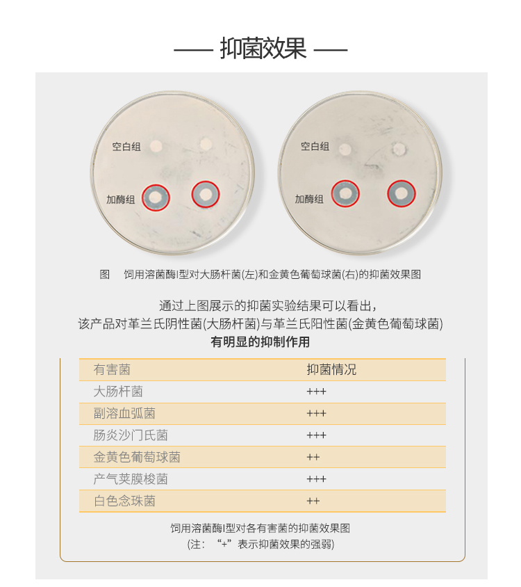 夏盛固体饲料级溶菌酶I型(AFL-I)