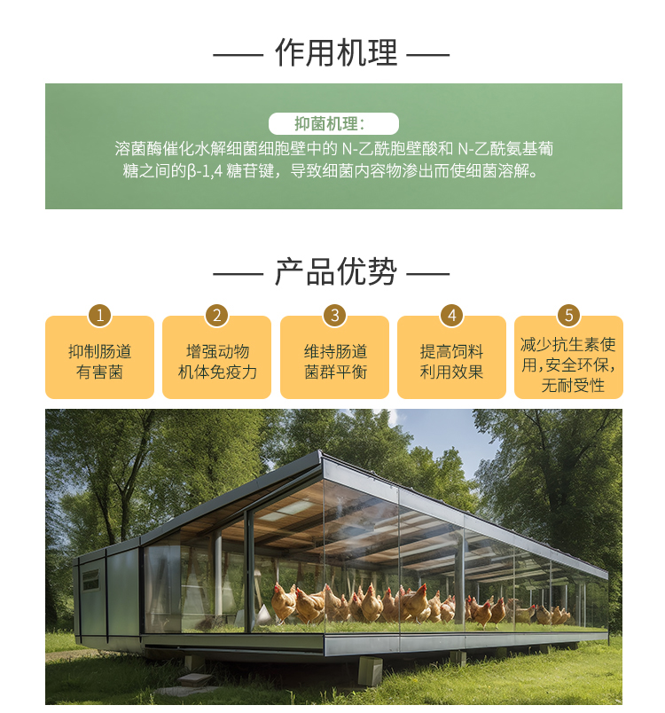 夏盛固体饲料级溶菌酶II型(AFL-II)