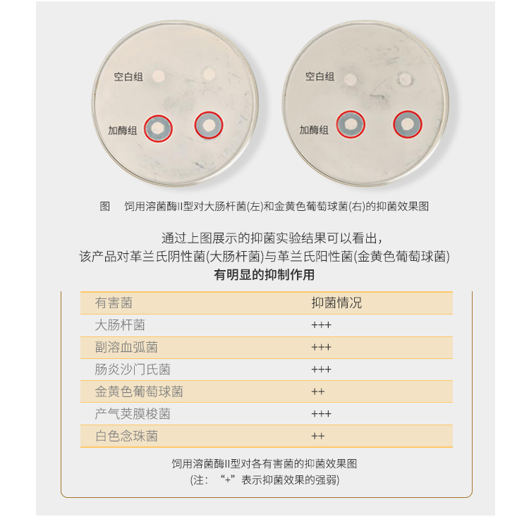 夏盛固体饲料级溶菌酶II型(AFL-II)