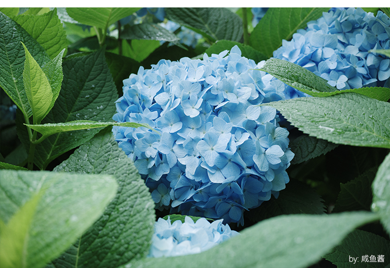AF 27mm F2.8