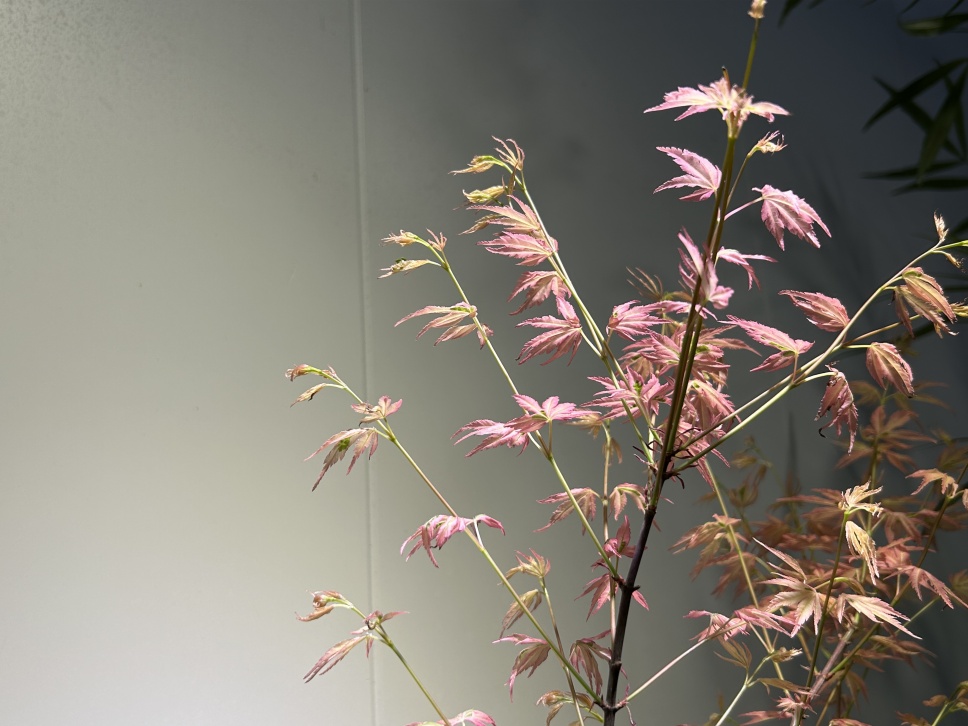 羽毛楓