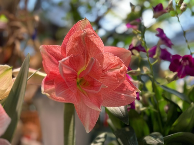 朱頂紅
