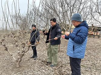 科技赋能春管 老桑焕发新生 科技赋能春管 老桑焕发新生