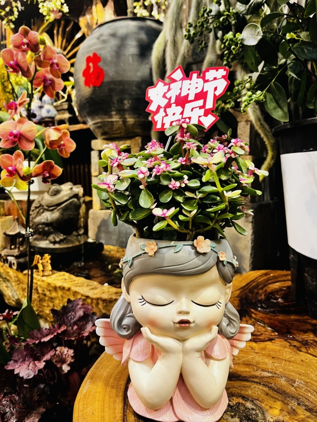 三八女神節(jié)多肉欣賞