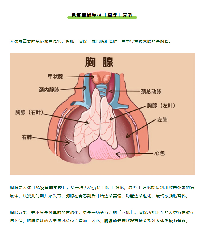 过了青春期，免疫就降级？衰老是场「免疫病」