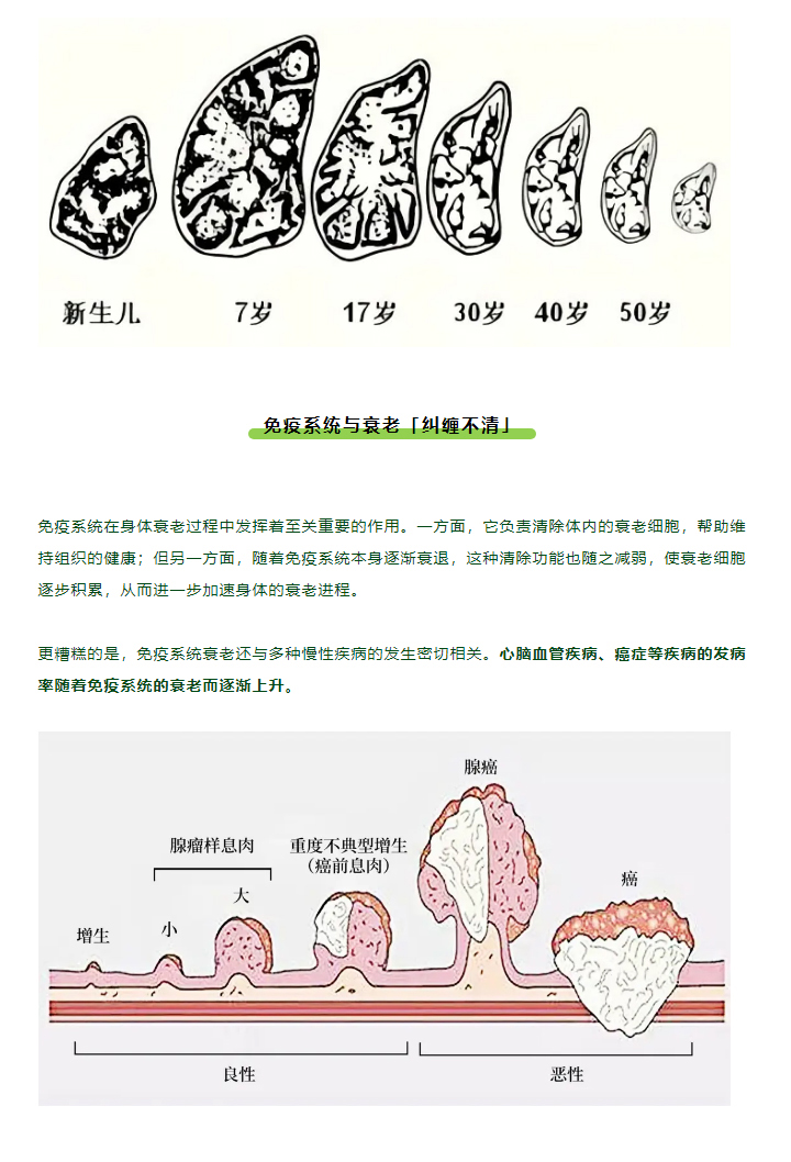 过了青春期，免疫就降级？衰老是场「免疫病」