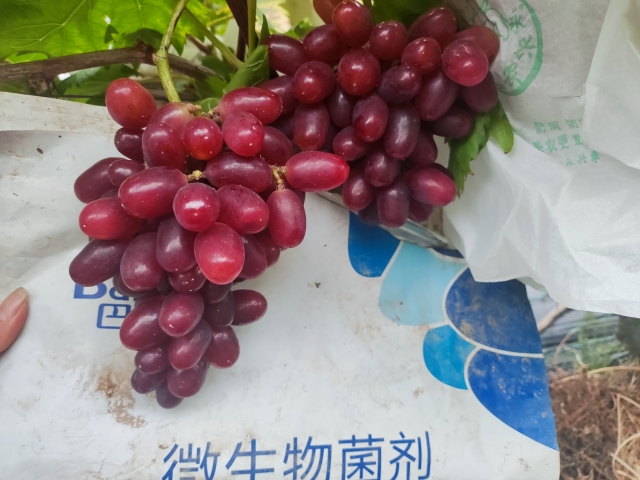 微生物菌劑選哪家？這個品牌讓你不糾結(jié)！