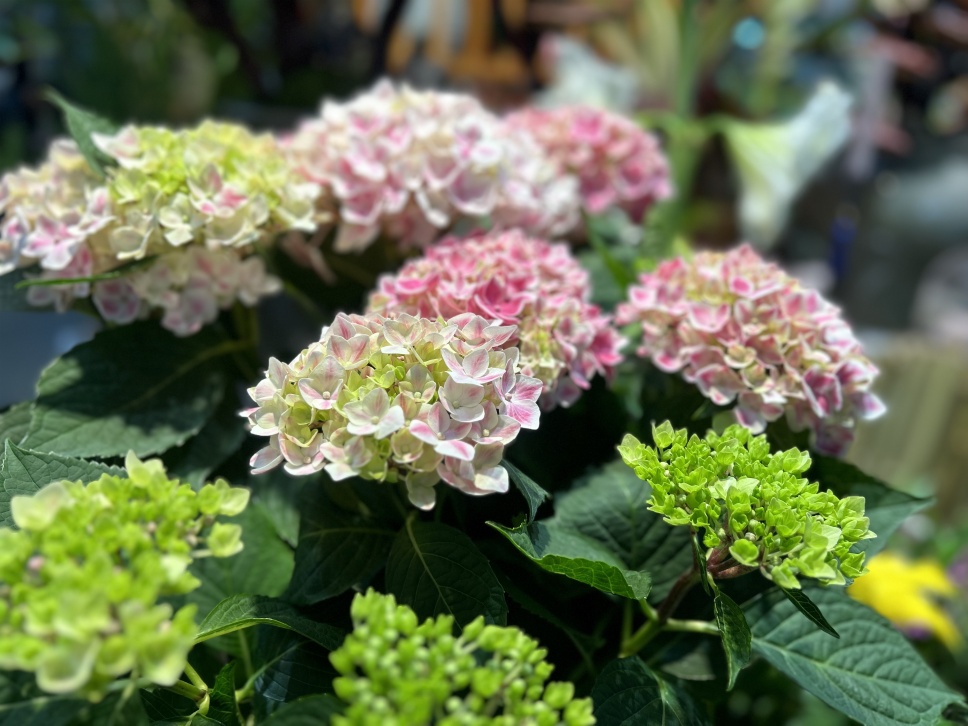 人隨春好花爛漫,春與人宜自安然 人隨春好花爛漫,春與人宜自安然