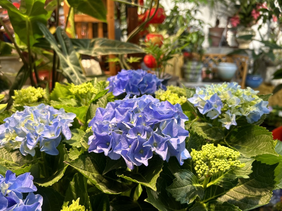 人隨春好花爛漫,春與人宜自安然 人隨春好花爛漫,春與人宜自安然