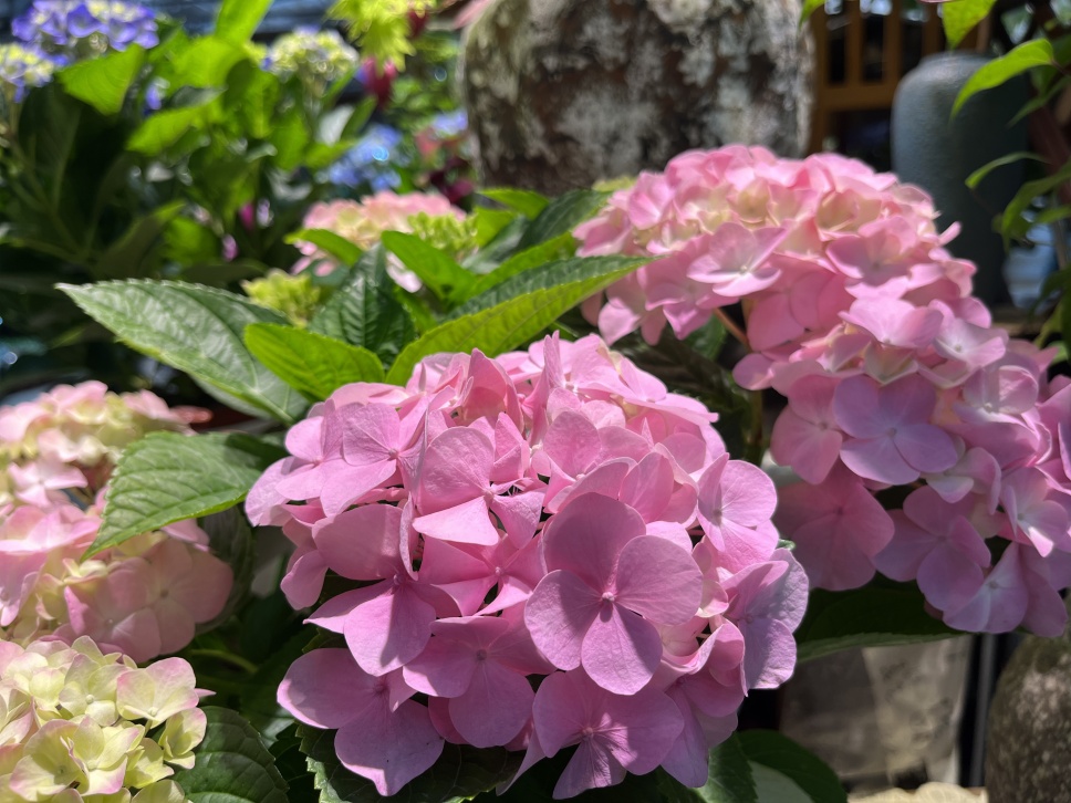 人隨春好花爛漫,春與人宜自安然 人隨春好花爛漫,春與人宜自安然