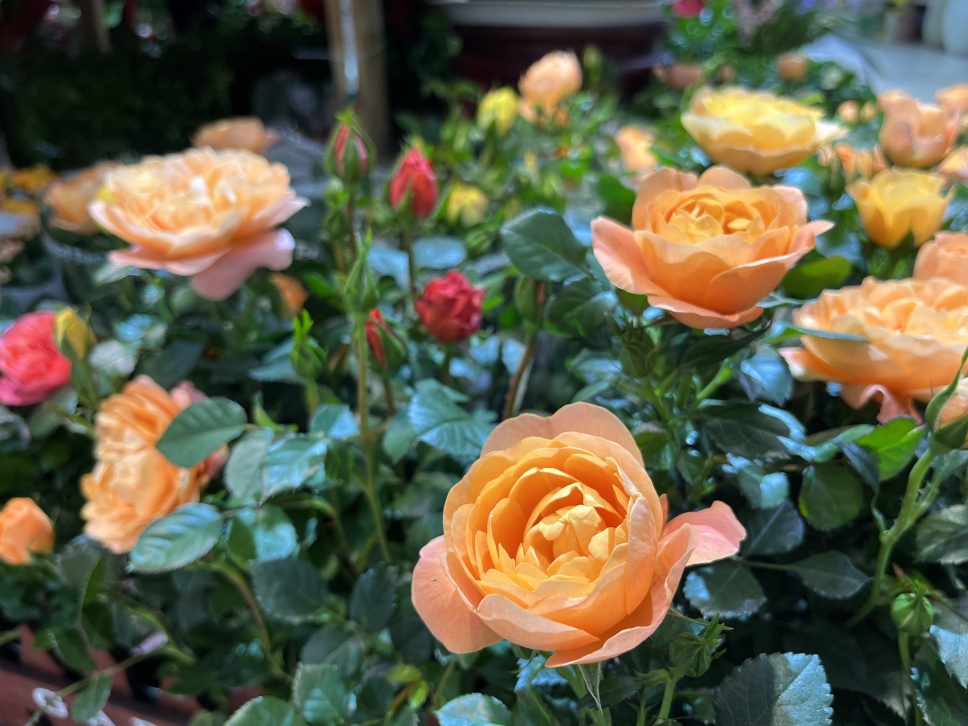 人隨春好花爛漫,春與人宜自安然 人隨春好花爛漫,春與人宜自安然