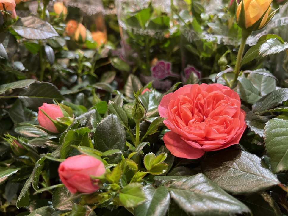 人隨春好花爛漫,春與人宜自安然 人隨春好花爛漫,春與人宜自安然