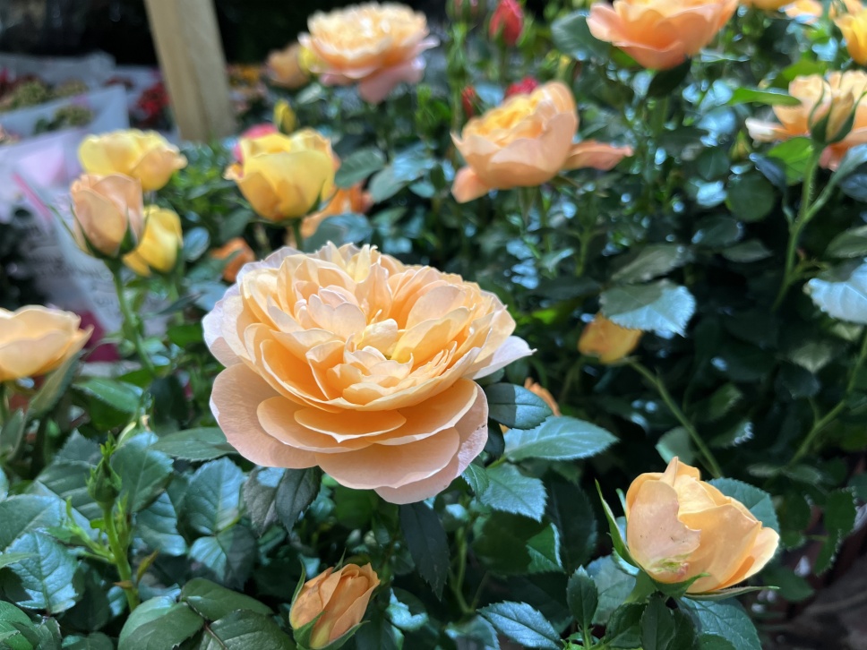 人隨春好花爛漫,春與人宜自安然 人隨春好花爛漫,春與人宜自安然