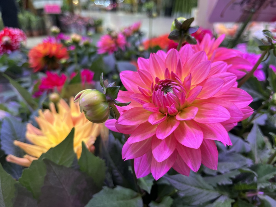 人隨春好花爛漫,春與人宜自安然 人隨春好花爛漫,春與人宜自安然