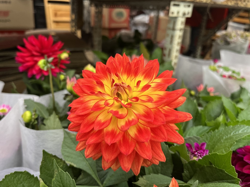 人隨春好花爛漫,春與人宜自安然 人隨春好花爛漫,春與人宜自安然