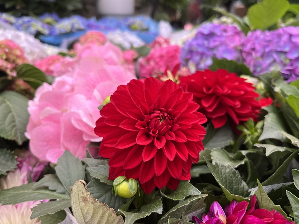 人隨春好花爛漫,春與人宜自安然 人隨春好花爛漫,春與人宜自安然