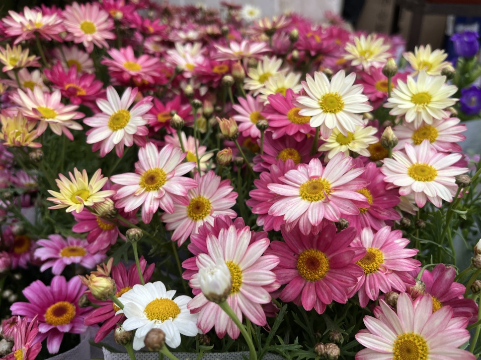 人隨春好花爛漫,春與人宜自安然 人隨春好花爛漫,春與人宜自安然
