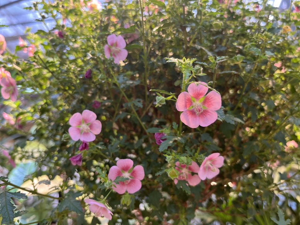 人隨春好花爛漫,春與人宜自安然 人隨春好花爛漫,春與人宜自安然