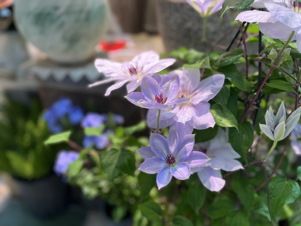 人隨春好花爛漫,春與人宜自安然 人隨春好花爛漫,春與人宜自安然
