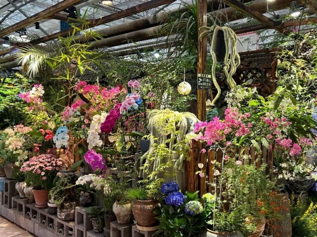 喝春茶，賞春花