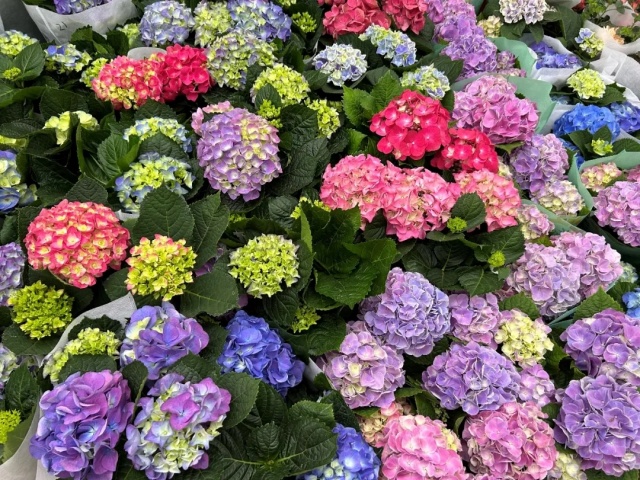 喝春茶，賞春花
