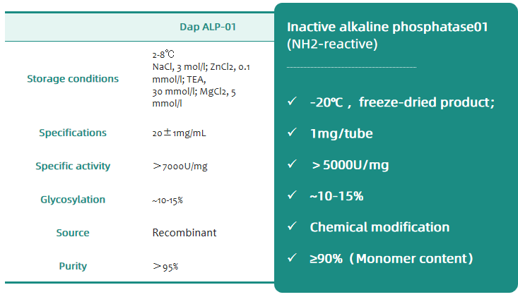 Alkaline Phosphatase Alkaline Phosphatase