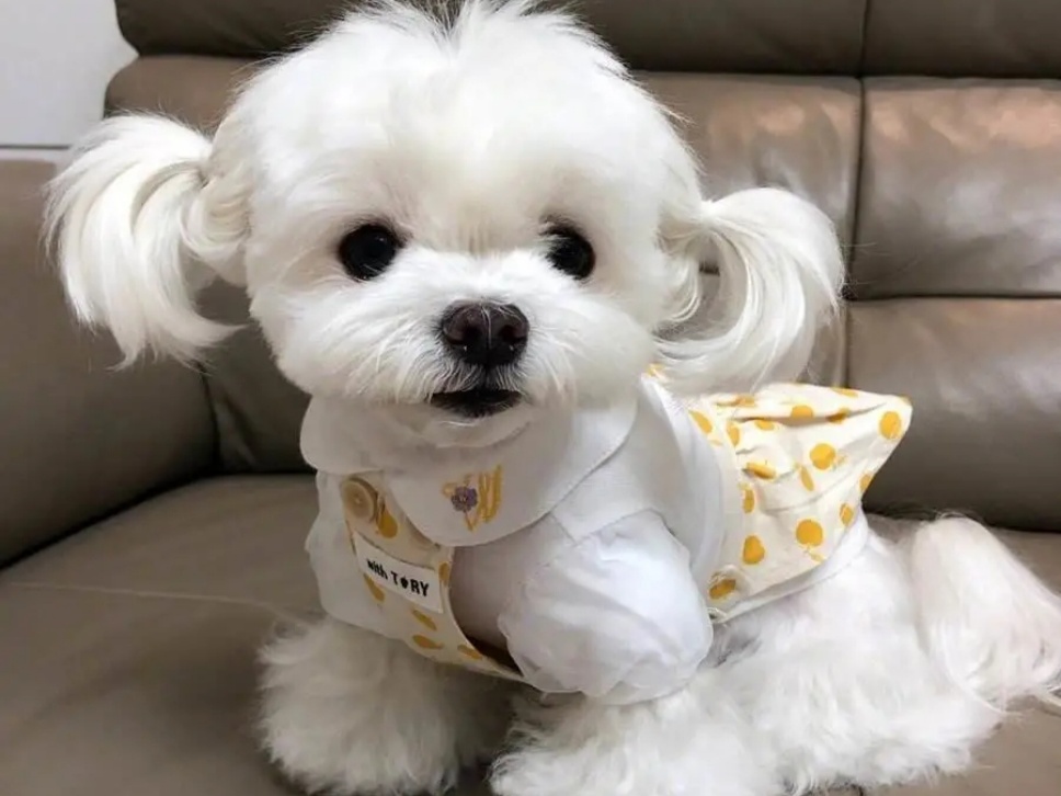[寵物科普]適合家養(yǎng)的十種小型犬，你喜歡哪一種？