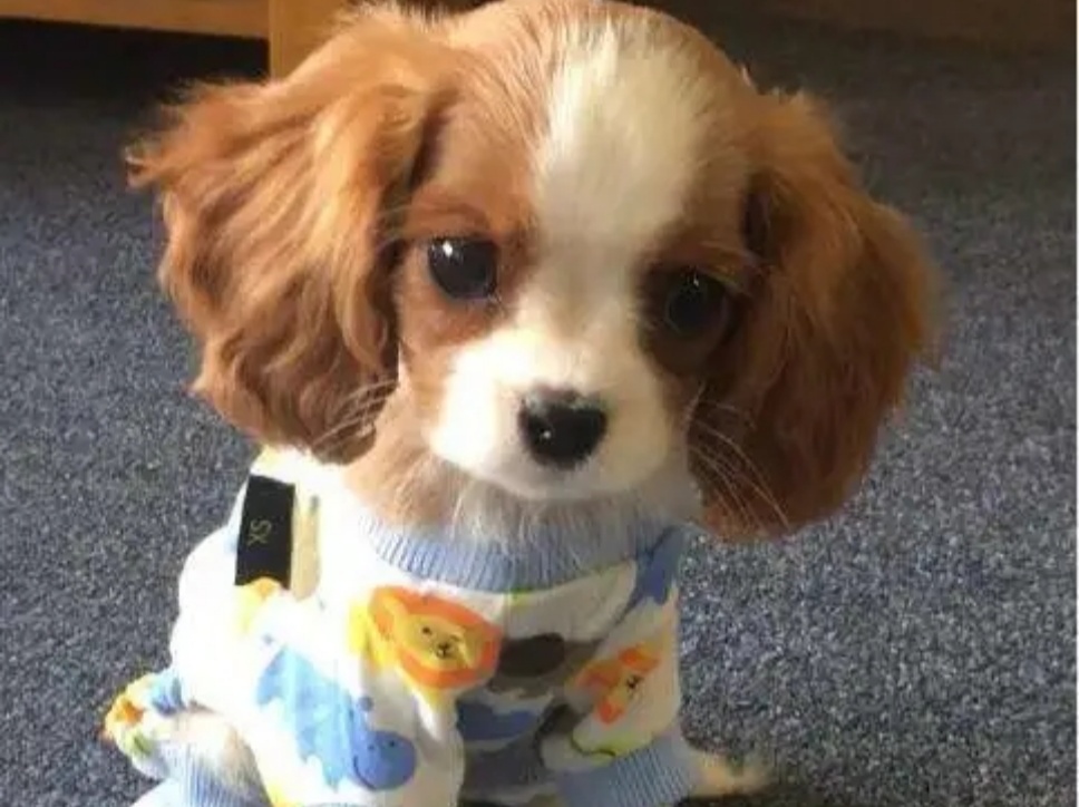 [寵物科普]適合家養(yǎng)的十種小型犬，你喜歡哪一種？