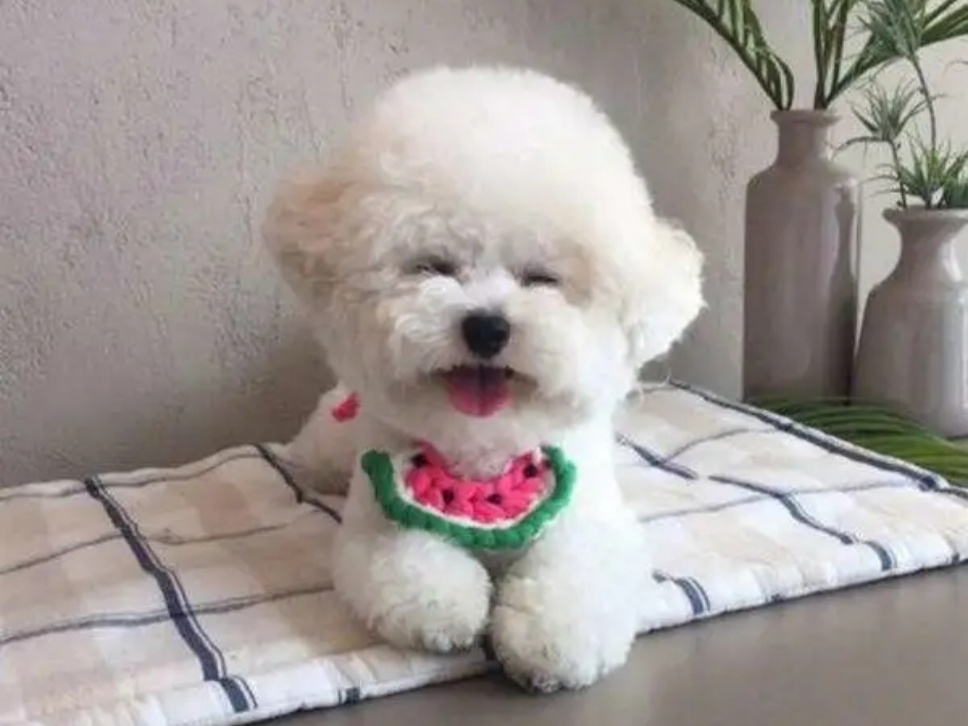 [寵物科普]適合家養(yǎng)的十種小型犬，你喜歡哪一種？