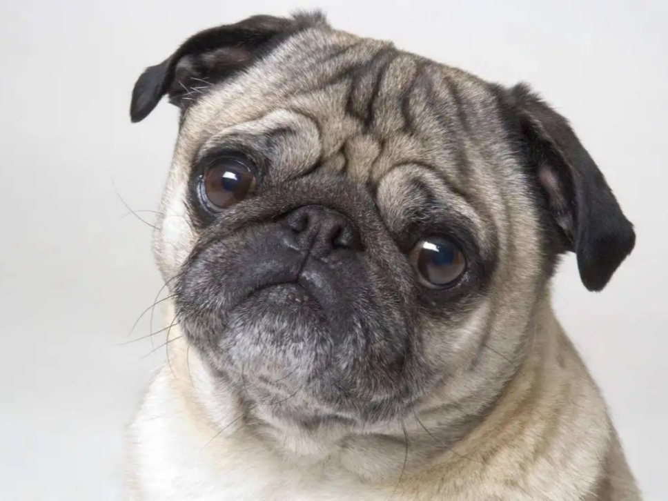 [寵物科普]適合家養(yǎng)的十種小型犬，你喜歡哪一種？