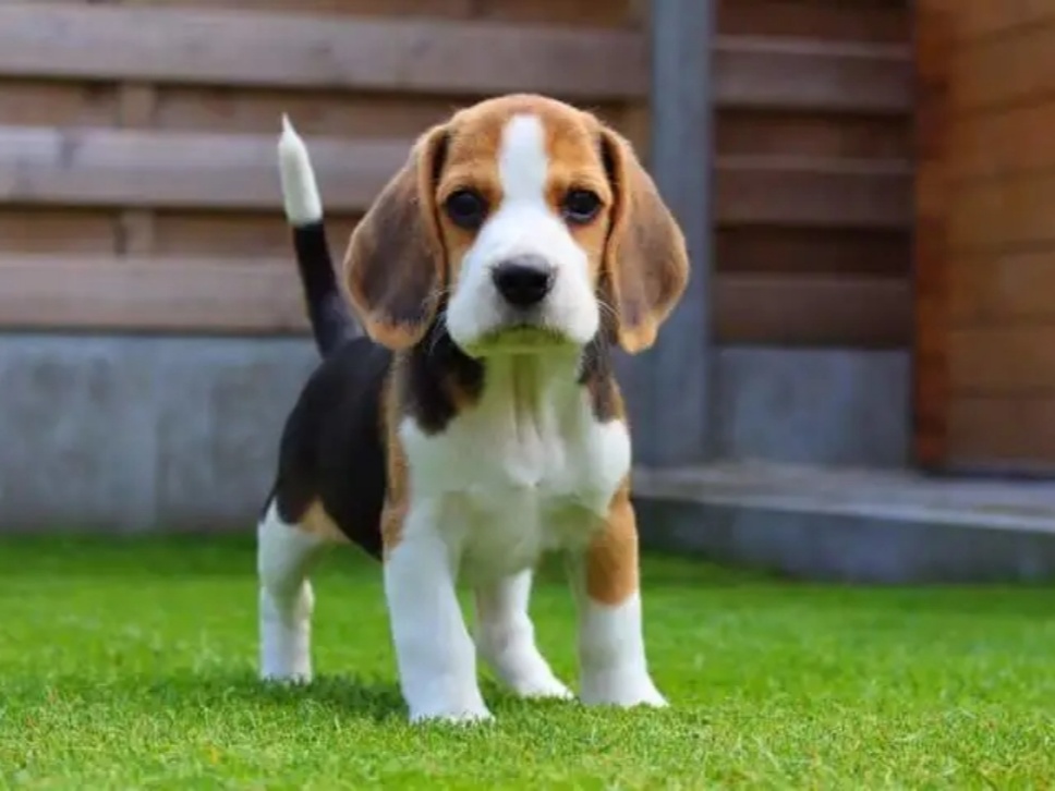[寵物科普]適合家養(yǎng)的十種小型犬，你喜歡哪一種？