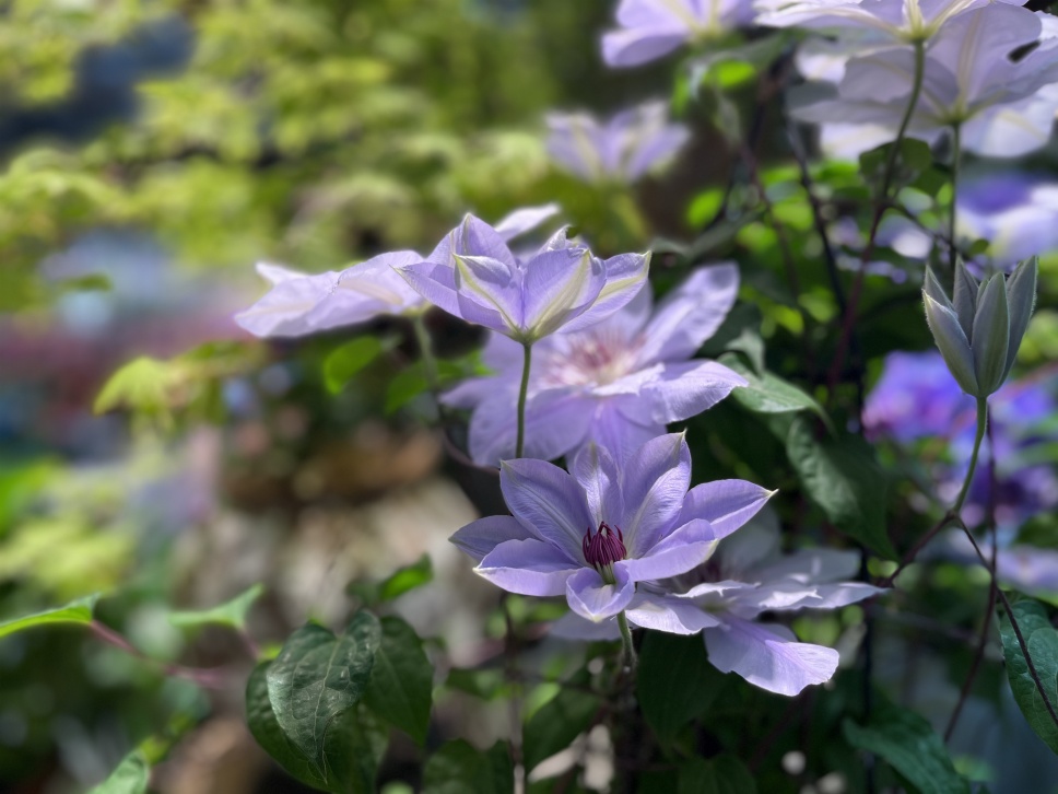 春和景明之日,看對(duì)人,撩對(duì)鐵 春和景明之日,看對(duì)人,撩對(duì)鐵