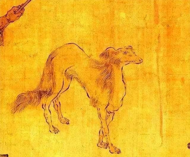 中華犬類活化石瀕臨滅絕！時速60千米的陜西細狗，會敗給現(xiàn)代犬種？