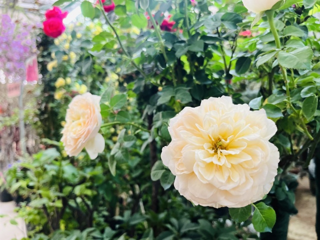 只道花無十日紅,此花無日不春風。 只道花無十日紅,此花無日不春風。