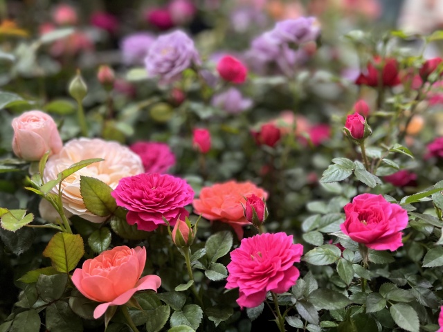 只道花無十日紅,此花無日不春風。 只道花無十日紅,此花無日不春風。
