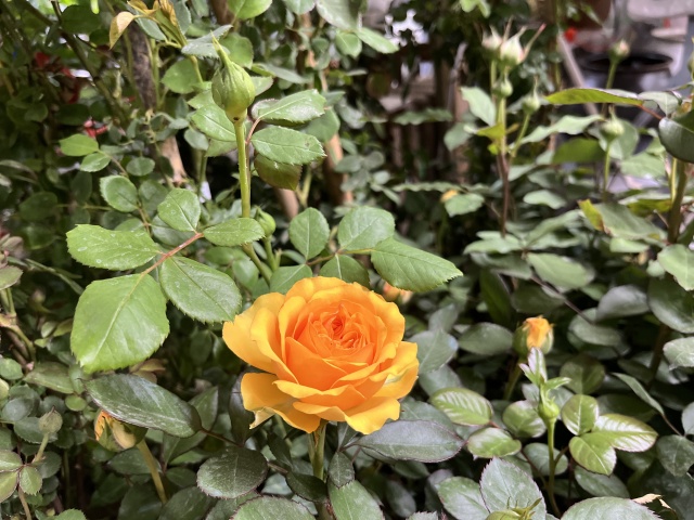 只道花無十日紅,此花無日不春風。 只道花無十日紅,此花無日不春風。