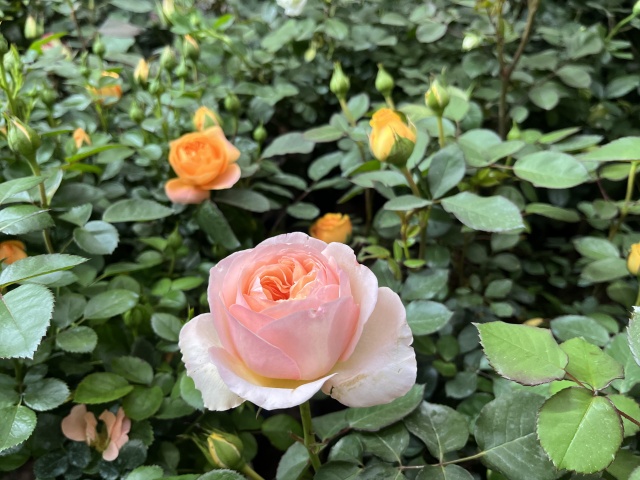 只道花無十日紅,此花無日不春風。 只道花無十日紅,此花無日不春風。