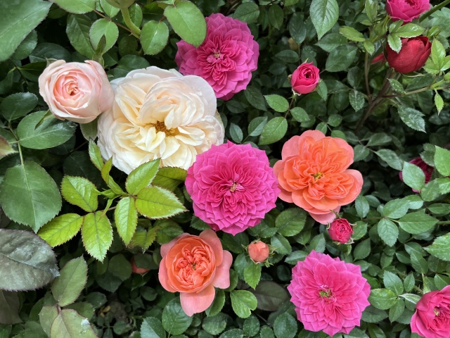 只道花無十日紅,此花無日不春風。 只道花無十日紅,此花無日不春風。