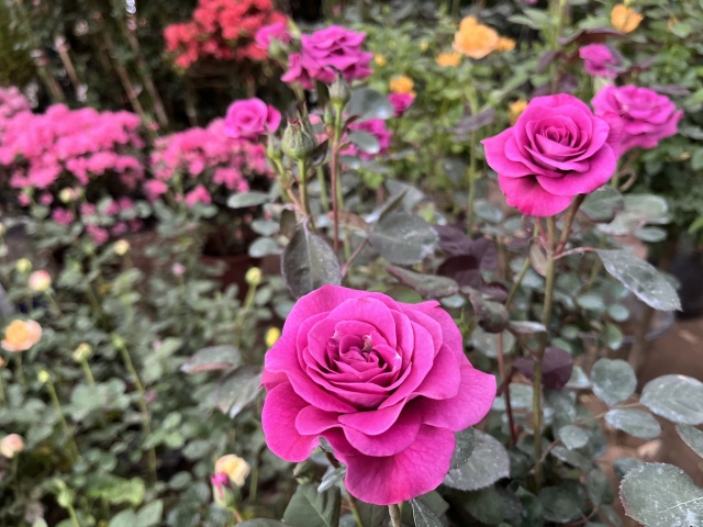 只道花無十日紅,此花無日不春風。 只道花無十日紅,此花無日不春風。