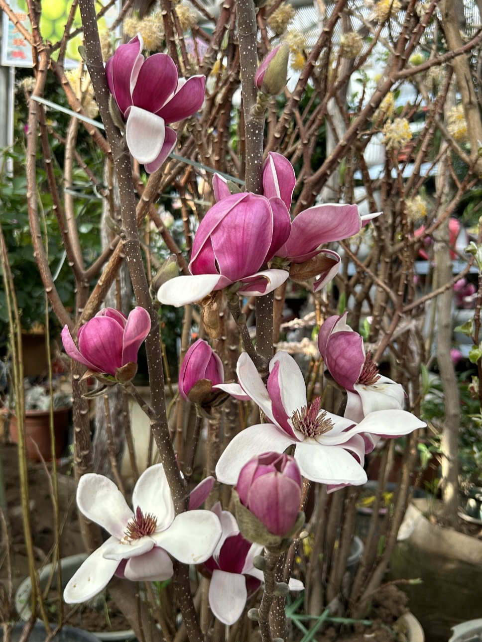 春心萌動正當(dāng)時(shí) 春心萌動正當(dāng)時(shí)