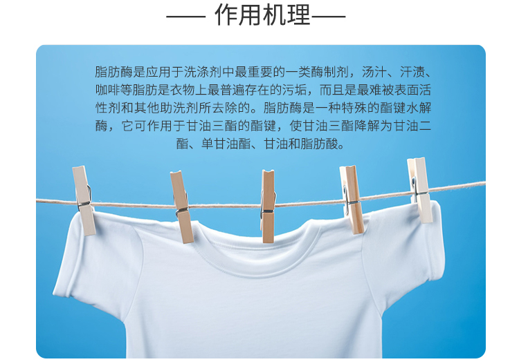 夏盛液体工业碱性脂肪酶(洗涤剂用酶/清除衣物上的脂肪污渍)GFY-3310